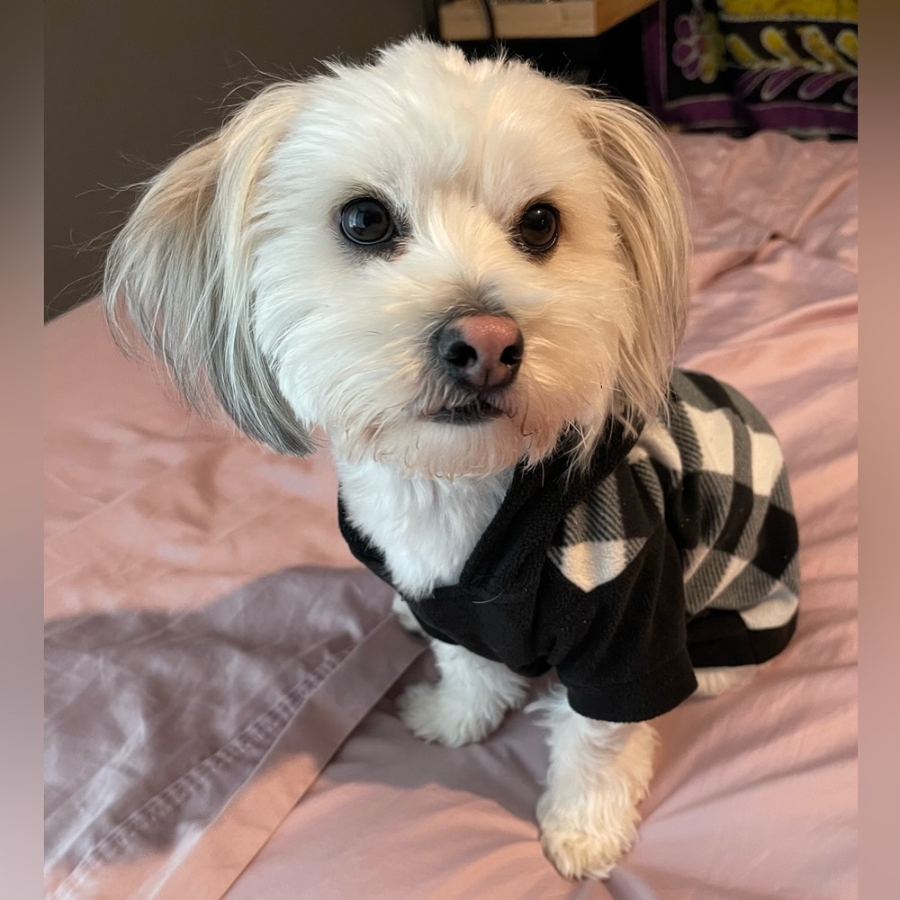 Thin Fleece Dog Sweatshirt